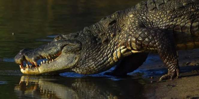 Ngeri! Diserang Buaya Saat Cari Ayam dekat Sungai, Bocah 7 Tahun Selamat Setelah Menendang Kepalanya