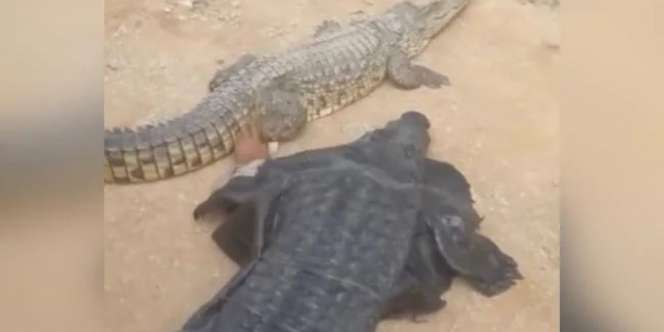 Tantang Maut, Pria Ini Pakai Kostum Buaya Demi Ajak Main Buaya Sungguhan