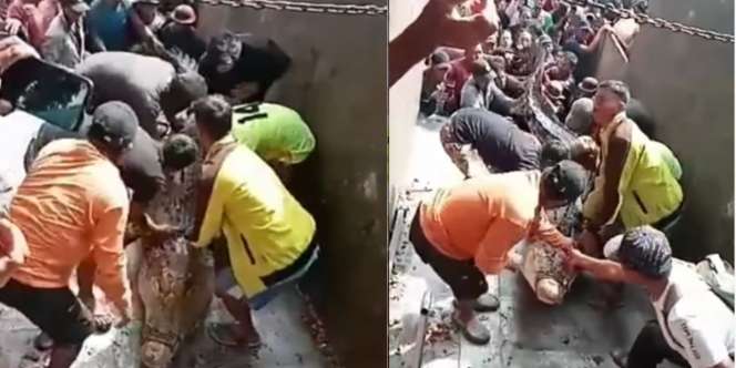 Penampakan Buaya Raksasa 5 Meter yang Ditangkap Beramai-ramai Usai Diduga Terkam Warga Sulbar