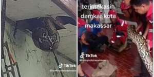 Ngeri! Ular Piton 6 Meter Sembunyi di Plafon Rumah Warga Bikin Geger