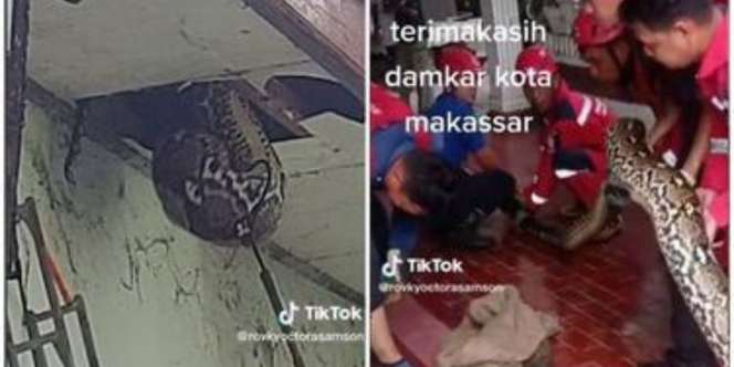 Ngeri! Ular Piton 6 Meter Sembunyi di Plafon Rumah Warga Bikin Geger