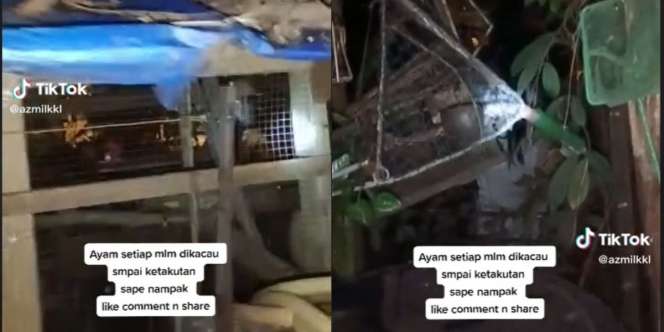 Ayam Berkokok Tiap Malam, Pria Ini Temukan Makhluk Misterius di Belakang Kandang, Pas Disenter Ternyata...