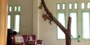 Rumah Isinya 3 Pohon Besar, Saat Berbuah Tinggal Petik