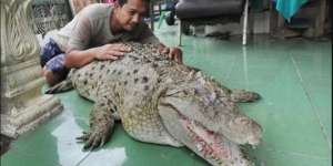 Masih Ingat Keluarga di Bogor yang Pelihara Buaya 200 Kilogram? Begini Nasibnya Sekarang!