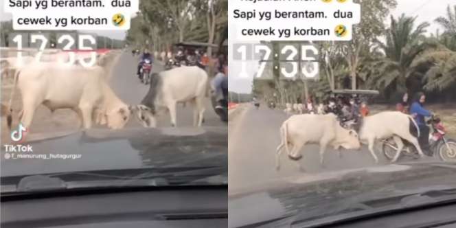 Momen Apes 2 Wanita Jadi `Korban` Sapi Adu Tanduk di Jalanan
