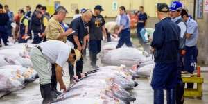 Wow! Tuna Ini Terjual Seharga Rp4,26 Miliar