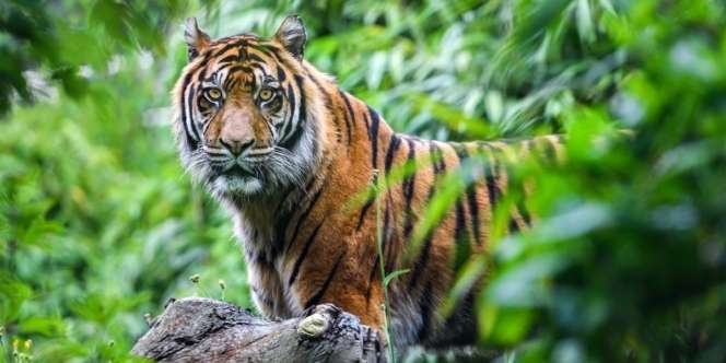 Demi Lindungi Bayinya, Ibu Ini Lawan Harimau Pakai Tangan Kosong