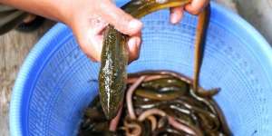 14 Arti Mimpi Mancing Belut, Siap-Siap Ditimpa Kemujuran!