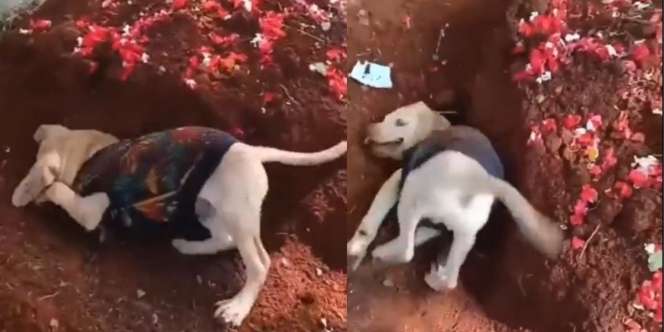 Seperti Tak Rela, Anjing Ini Meraung dan Gali Kuburan Majikan yang Sudah Meninggal