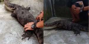 Lagi Bersih-bersih Gudang, Warga Klaten Diserang Biawak Raksasa, Panik Auto Serang Balik