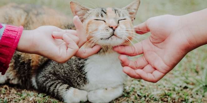 Deretan Arti Mimpi Memelihara Kucing yang Diyakini Pertanda Datangnya Rezeki