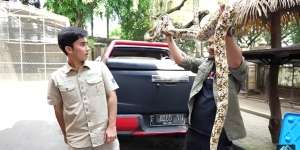 Bersahabat dengan Harimau, 7 Potret Alshad Ahmad Ketakutan Dililit Ular Piton Raksasa!