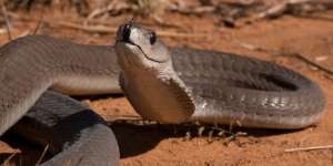 Begitu Mematikannya Bisa Ular Mamba Hitam, Siswi Lapor Kena Gigit Saat di Kelas, 20 Menit Kemudian Meninggal