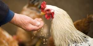 10 Arti Mimpi Menangkap Ayam yang Tak Melulu Pertanda Sial, Jangan Cemas Dulu!