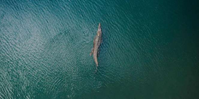Buaya `Antar` Jasad ke Keluarga di Kalimantan Ternyata Bukan Kali Pertama Terjadi