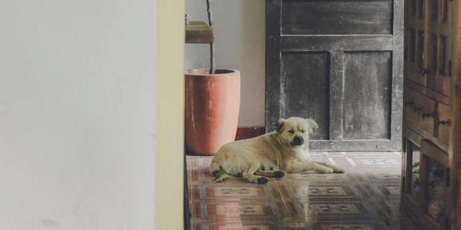 6 Arti Mimpi Anjing Masuk Rumah yang Berkaitan dengan Masalah Psikologis