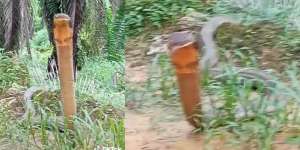 Dikira Nemu Batang Kayu Menancap di Tanah, Ternyata Ular King Cobra yang Siap Menyerang