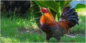 8 Arti Mimpi Ayam Jago, Jadi Lambang Keberhasilan dan Keberuntungan