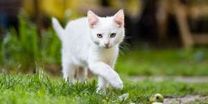 13 Arti Mimpi Kucing Putih, Sering Dianggap Sebagai Tanda Gangguan Psikologis