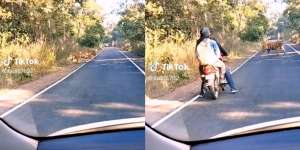 Niat Healing Lewat Jalan Pinggir Hutan, Pemotor Auto Sport Jantung Berpapasan Harimau, Langsung Balik Arah