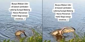 Detik-detik Pertarungan Buaya Lahap Ular di Pinggir Sungai Jadi Tontonan Warga