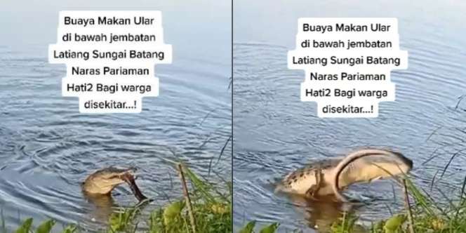 Detik-detik Pertarungan Buaya Lahap Ular di Pinggir Sungai Jadi Tontonan Warga