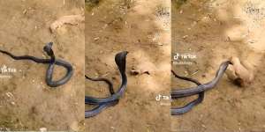 Pertarungan Sengit Mamalia vs Reptil, King Kobra Awalnya Ganas Namun Keok di Hadapan Makhluk Imut Ini