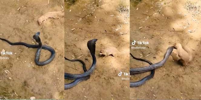 Pertarungan Sengit Mamalia vs Reptil, King Kobra Awalnya Ganas Namun Keok di Hadapan Makhluk Imut Ini