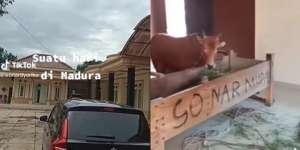 Viral Rumah Mewah di Madura Dijadikan Kandang Sapi, Sultan-Sultan di TV Auto Minder Lihatnya