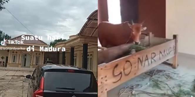 Viral Rumah Mewah di Madura Dijadikan Kandang Sapi, Sultan-Sultan di TV Auto Minder Lihatnya