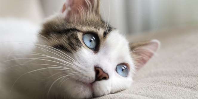 Bukannya Mengeong, Suara Kucing Menggemaskan ini Malah Mirip Manusia