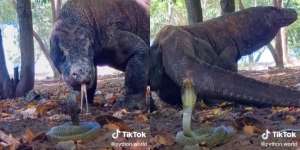 Momen Menegangkan Pertemuan Langka Komodo Dragon Vs Ular King Kobra, Ini Yang Terjadi Selanjutnya...