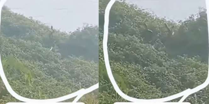 Ular Raksasa di Pinggir Sungai Kalimantan Tertangkap Kamera, Diduga Tangkalakuk Si Raja Piton
