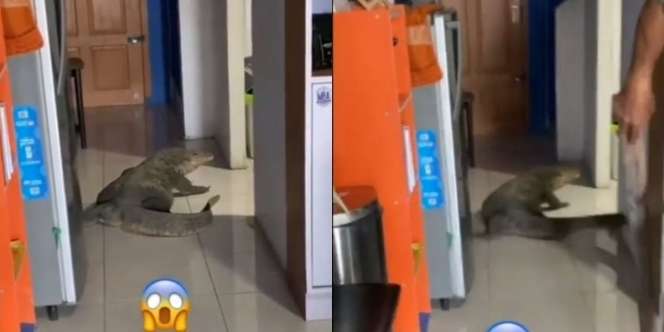 Heboh! Biawak Raksasa Sebesar Buaya Masuk Rumah, Kibasan Ekornya Ngeri Banget