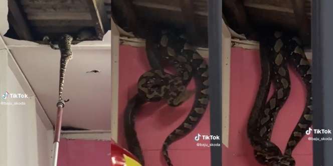 Foto-Foto Dua Ekor Ular Piton Raksasa Segede Paha Manusia Jatuh dari Atas Plafon, Auto Pindah Rumah
