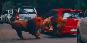 Taman Safari Buka Suara Usai Insiden Duel Dua Singa Viral Tabrak Mobil Pengunjung