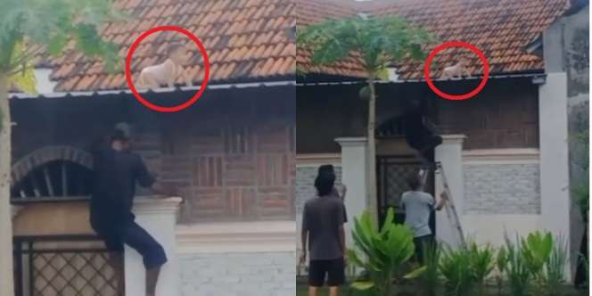 Heboh Bayi Merangkak ke Atas Genteng, Bikin Gemetar, Semua Orang Bingung Cara Naiknya