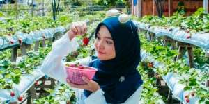 Buah Segar vs Buah Beku, Samakah Kandungan Nutrisinya?