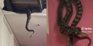 Potret Ular Piton Raksasa Jatuh Dari Atas Plafon Rumah, Dikira Satu Ekor Ternyata Sekeluarga, Penampakannya Bikin Merinding!