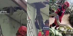 Sering Dengar Suara Berisik Dikira Tikus, Baru Ketahuan Ternyata Ular Piton Raksasa Segede Paha Manusia Saat Plafon Ambrol