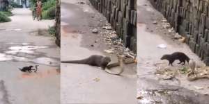 King Kobra Vs Garangan Bertarung Sengit di Tengah Jalan Kampung, Tak Ada Warga Yang Berani Lewat
