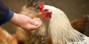 Arti Mimpi Menyembelih Ayam yang Memiliki Beragam Penafsiran