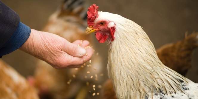 Arti Mimpi Menyembelih Ayam yang Memiliki Beragam Penafsiran