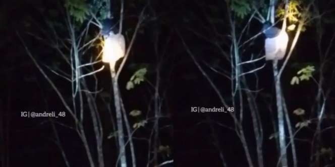 Geger Santriwati Malam-Malam Histeris di Atas Pohon Diduga Kesurupan
