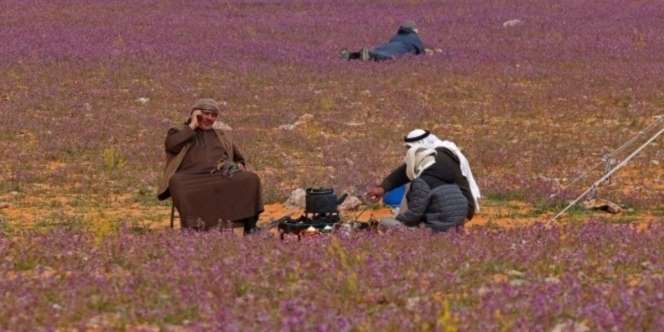 Viral Gurun Pasir di Arab Saudi Jadi Ungu Ditumbuhi Bunga Lavender