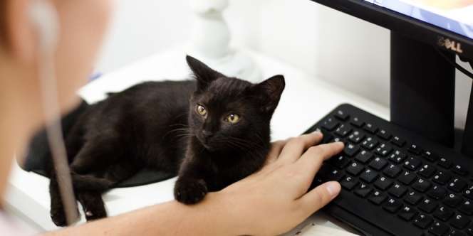 Arti Mimpi Kucing Hitam yang Kerap Menghantui, Diyakini Ada Pesan Tersembunyi