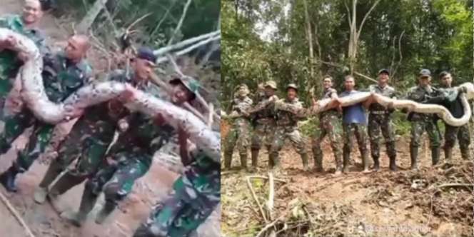 Gede Banget! Prajurit TNI Temukan Ular Piton Raksasa Sebesar Tiang Listrik, Sampai Kewalahan Angkat ke Truk
