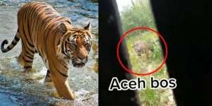 Video Menegangkan Pengendara Mobil Hampir Jadi Mangsa Harimau Liar