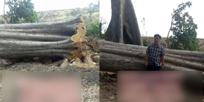 Penampakan Pohon Kayu Jati Raksasa Seharga Rp1 Miliar Saat Ditebang