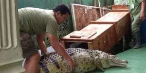 Masih Ingat Keluarga di Bogor yang Pelihara Buaya 200 Kilogram Bak Anak Kucing? Ternyata Begini Endingnya…
